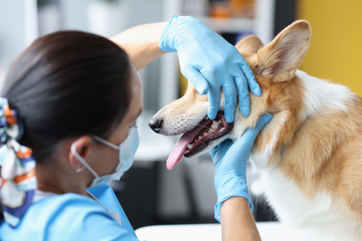 From Hygiene to Health: Understanding Modern Pet Dental Care Solutions